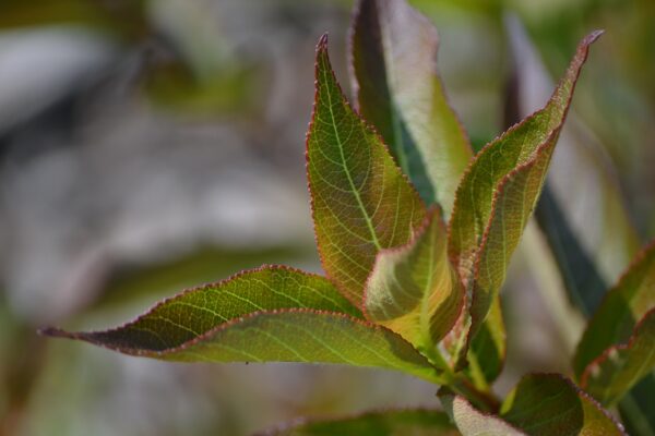 Weigela florida - Foliage
