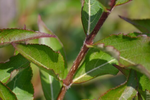 Weigela florida - Stem