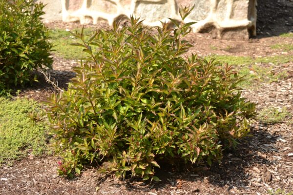 Weigela florida - Summer Habit