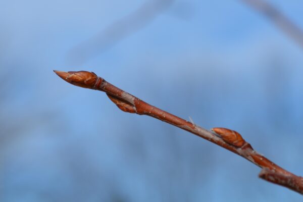 Amelanchier laevis ′Cumulus′ - Buds
