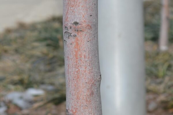 Amelanchier laevis ′Cumulus′ - Bark
