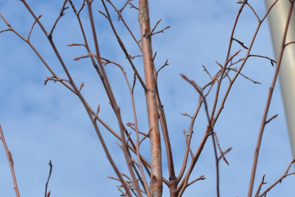 Amelanchier laevis ′Cumulus′ - Branches