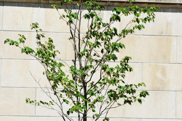 Amelanchier laevis ′Cumulus′ - Summer Habit