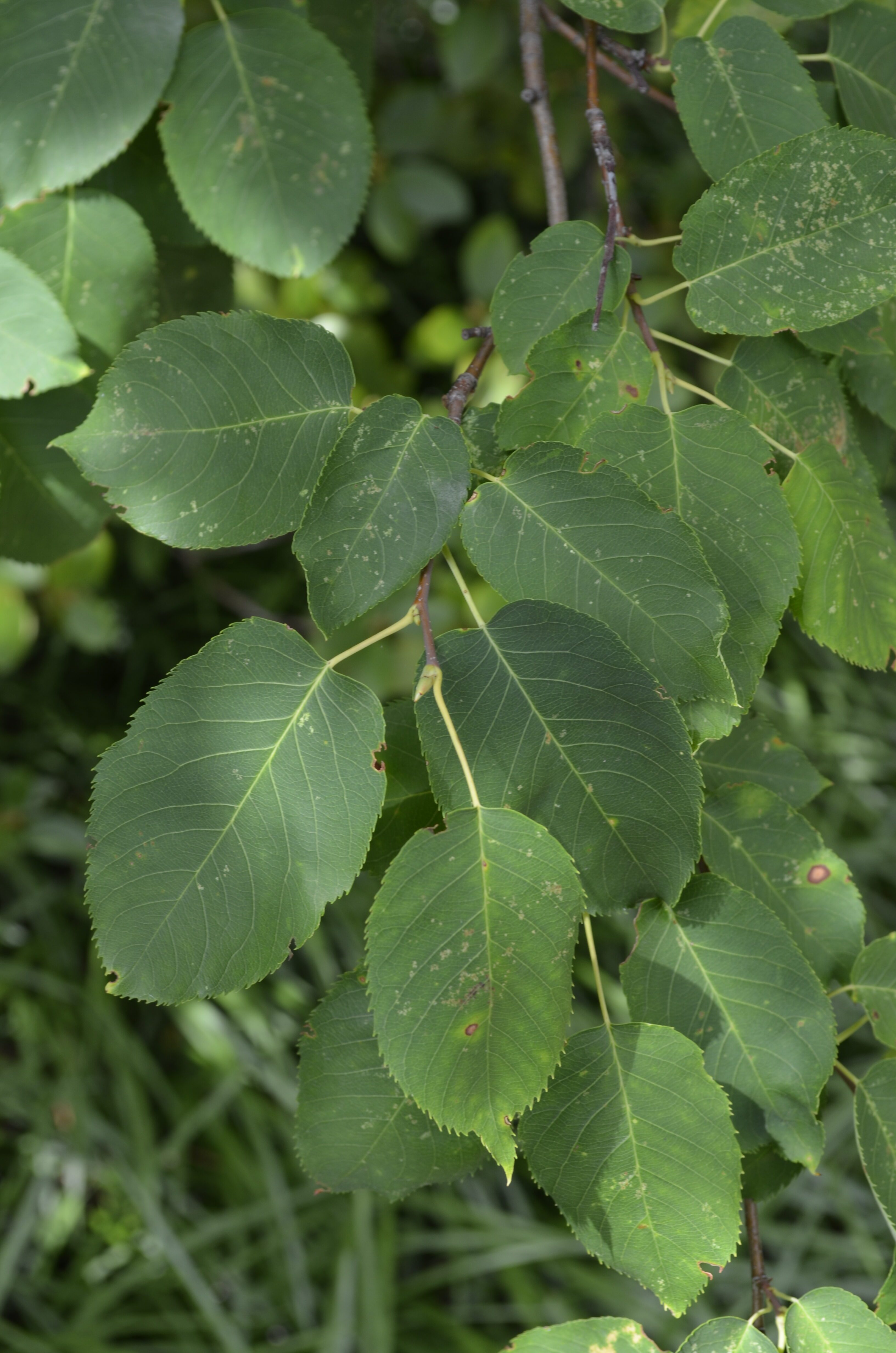 Amelanchier laevis ‘Cumulus’ – Purdue Arboretum Explorer