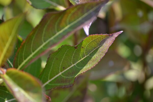Weigela florida ′Tango′ - Leaves