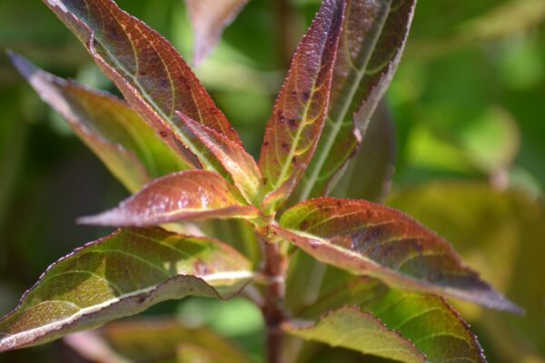 Weigela florida ′Tango′ - Foliage