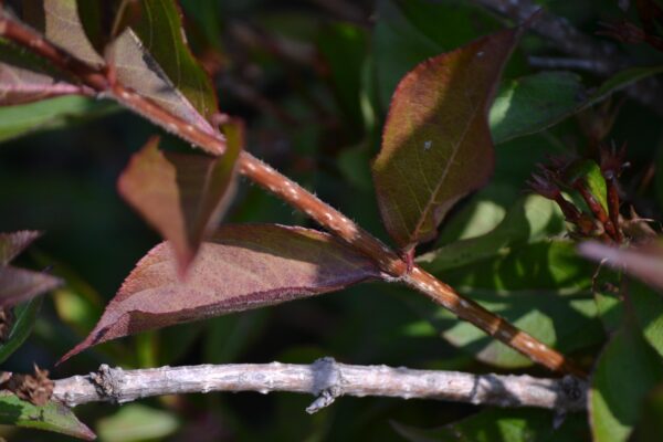 Weigela florida ′Tango′ - Young and Old Stems