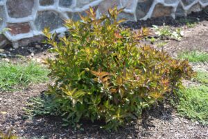 Weigela florida ′Tango′ - Summer Habit