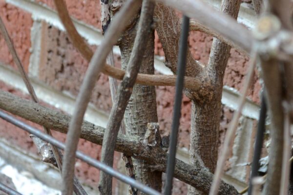 Wisteria floribunda - Stems