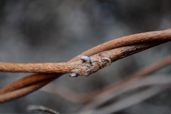 Wisteria floribunda - Buds