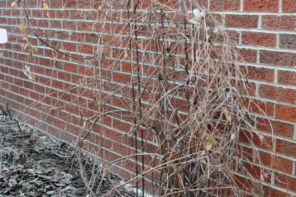 Wisteria floribunda - Winter Habit