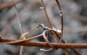 Wisteria floribunda - Tendril