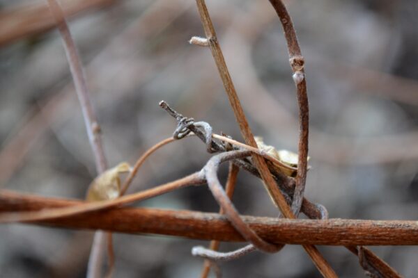 Wisteria floribunda - Tendril