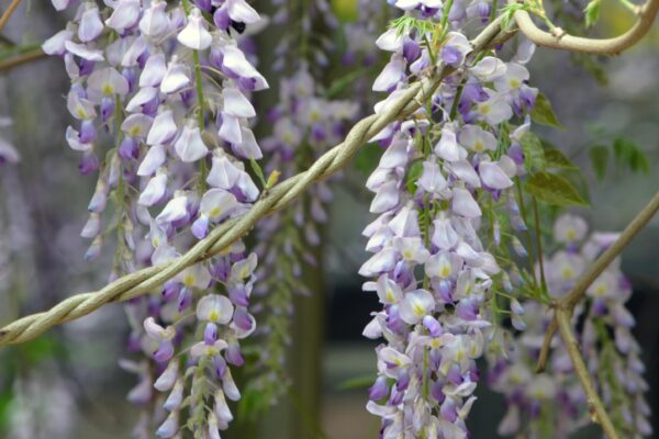 Wisteria sinensis - Flowers