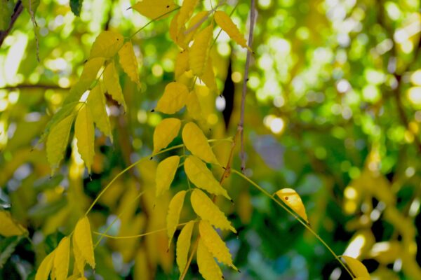 Wisteria sinensis - Fall Foliage