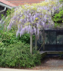 Wisteria sinensis - Flowering Tree