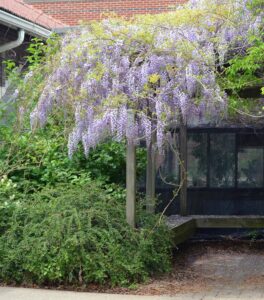Wisteria sinensis - Flowering Tree