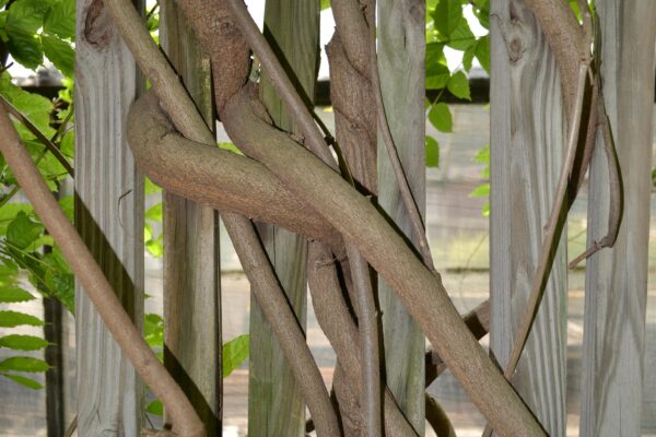 Wisteria sinensis - Bark