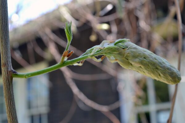 Wisteria sinensis - Flower Buds