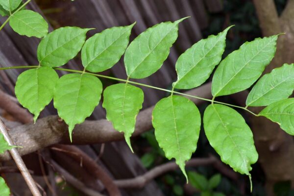 Wisteria sinensis - Leaf