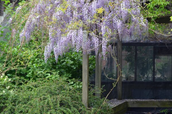 Wisteria sinensis - Flowering Tree