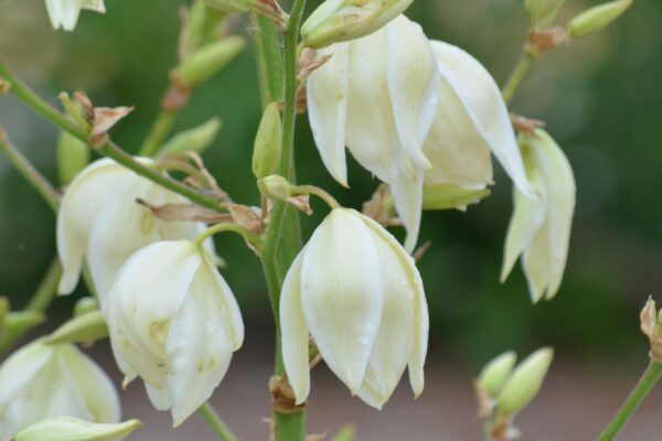 Yucca filamentosa - Flowers