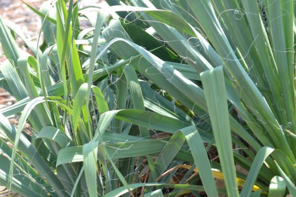 Yucca filamentosa - Foliage