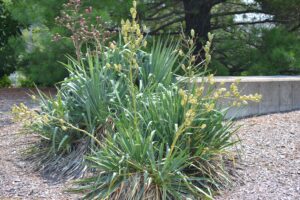 Yucca filamentosa - Summer Habit (Fruiting)