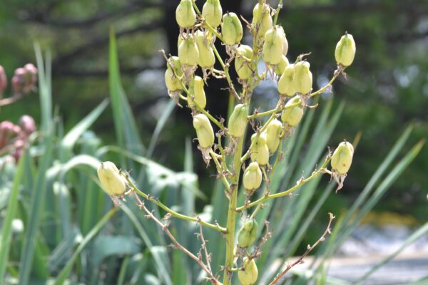 Yucca filamentosa - Fruit