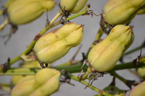 Yucca filamentosa - Fruit