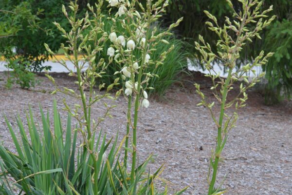 Yucca filamentosa - Flowering Habit