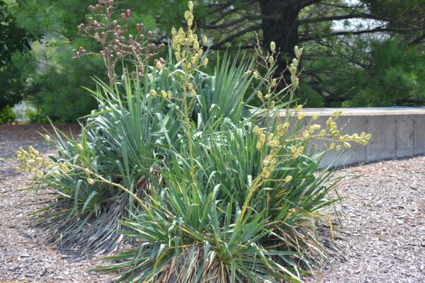 Yucca filamentosa - Summer Habit (Fruiting)