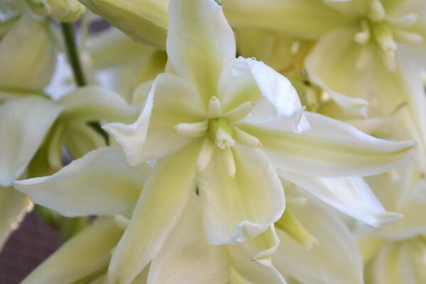 Yucca filamentosa ′Bright Edge′ - Flower