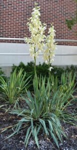 Yucca filamentosa ′Bright Edge′ - Habit