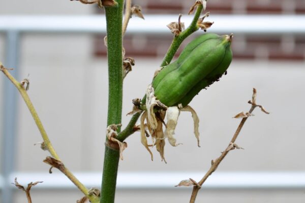 Yucca filamentosa ′Bright Edge′ - Fruit