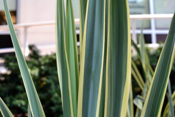 Yucca filamentosa ′Bright Edge′ - Foliage