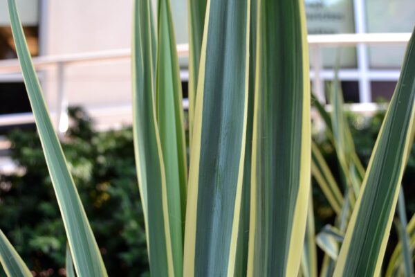 Yucca filamentosa ′Bright Edge′ - Foliage