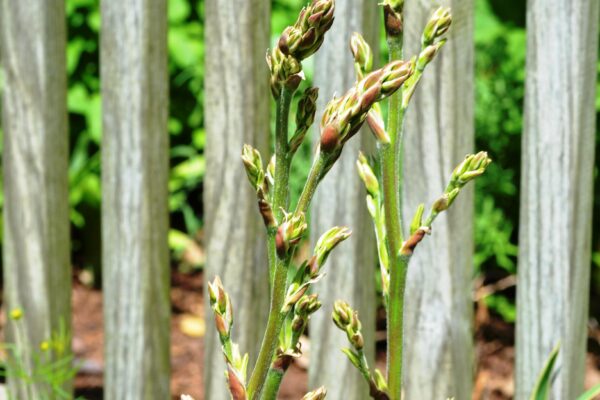 Yucca filamentosa ′Bright Edge′ - Buds