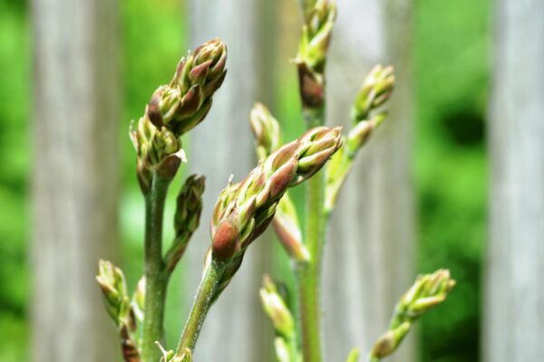 Yucca filamentosa ′Bright Edge′ - Buds