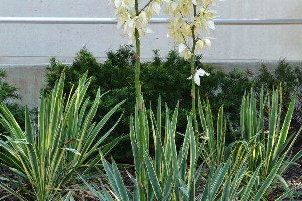 Yucca filamentosa ′Bright Edge′ - Habit