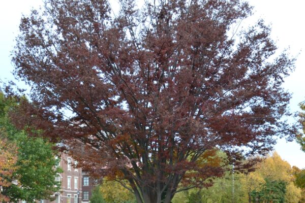 Zelkova serrata - Fall Color