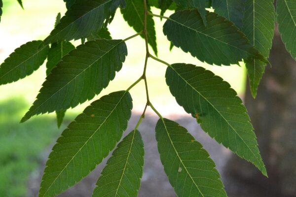 Zelkova serrata - Leaf