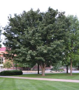 Zelkova serrata - Overall Habit