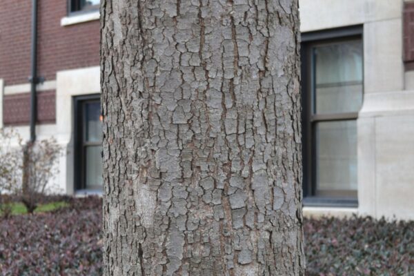 Zelkova serrata - Bark