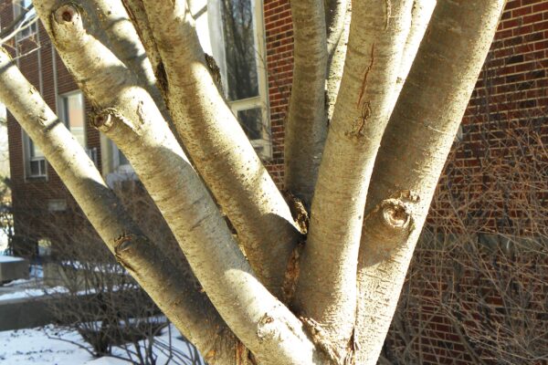 Zelkova serrata - Narrow Branching Structure