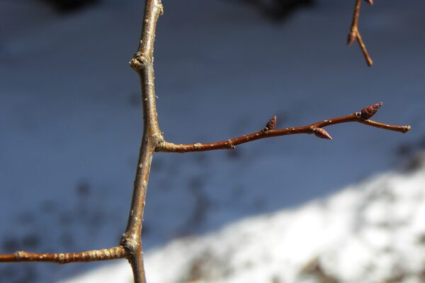 Zelkova serrata - Twig and Buds