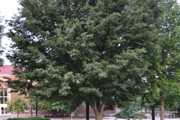 Zelkova serrata - Overall Habit