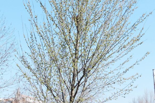 Zelkova serrata - Habit