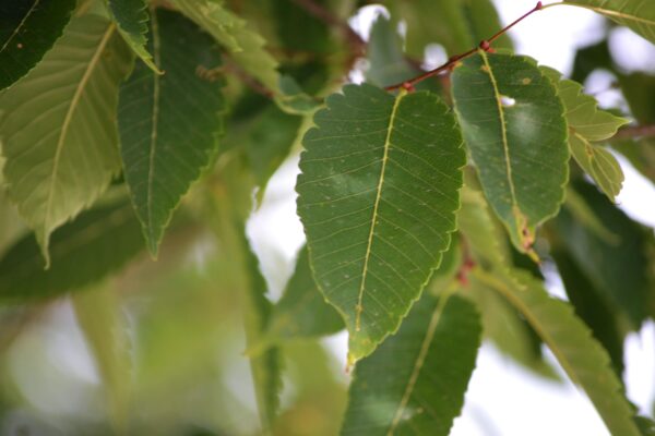 080′ [sold as Green Vase®] - Common Habit - Narrow Branching Angles