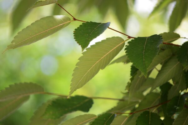 Zelkova serrata ′PP 5